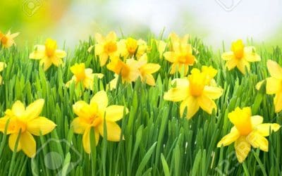 Fête du printemps en PS et MS